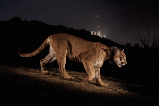 Ghost of Griffith Park: P-22 and the Intersection of Wildlife and the City - Walden Outdoor Athletic